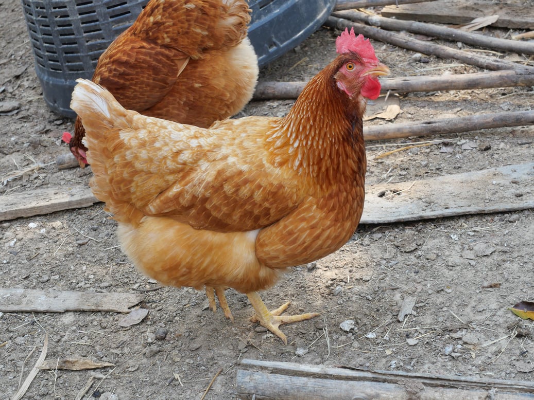 ISA Brown hen walking in farm