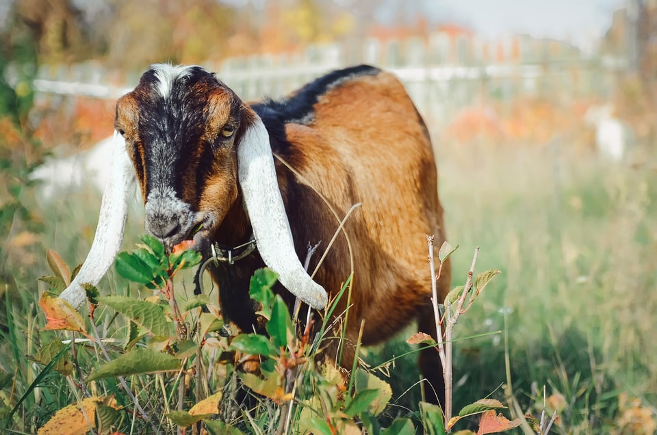 Cute Anglo-Nubian goat with long white ears.